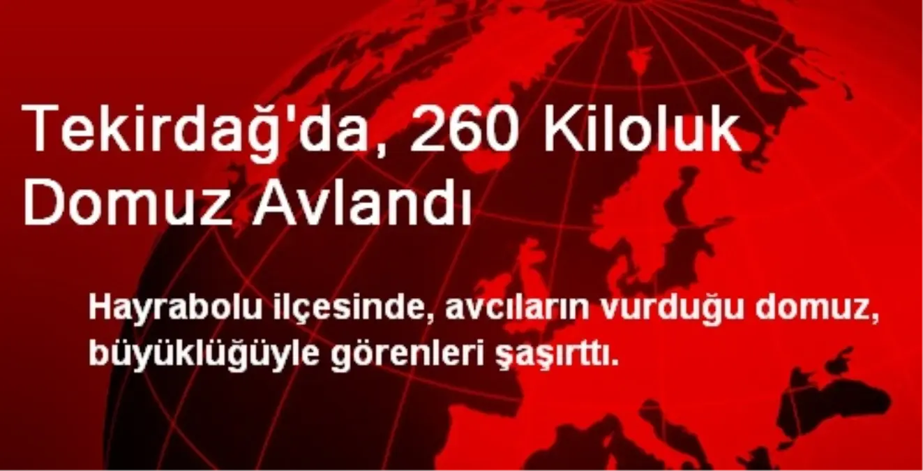 Tekirdağ\'da, 260 Kiloluk Domuz Avlandı