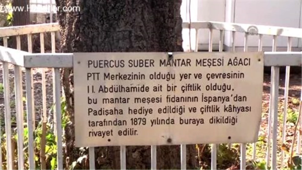 Padişaha hediye gelen "mantar meşesi"nin değeri geç anlaşıldı -