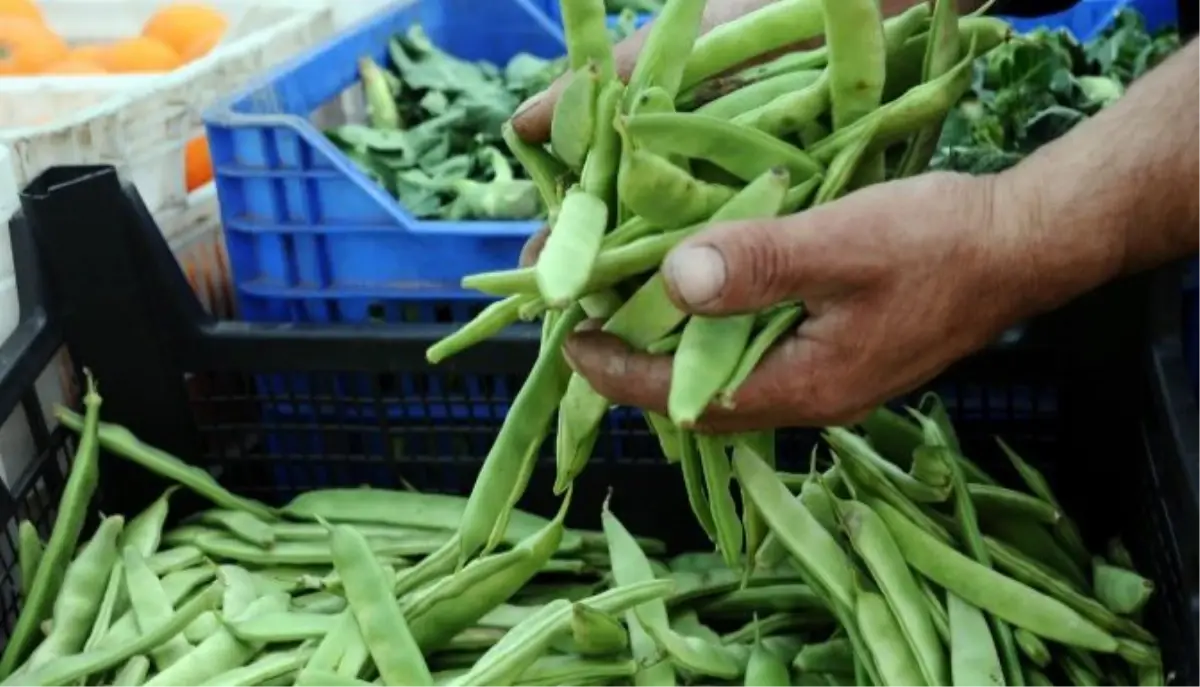 Pazarın En Pahalısı "Sırık Ayşe" Fasulye