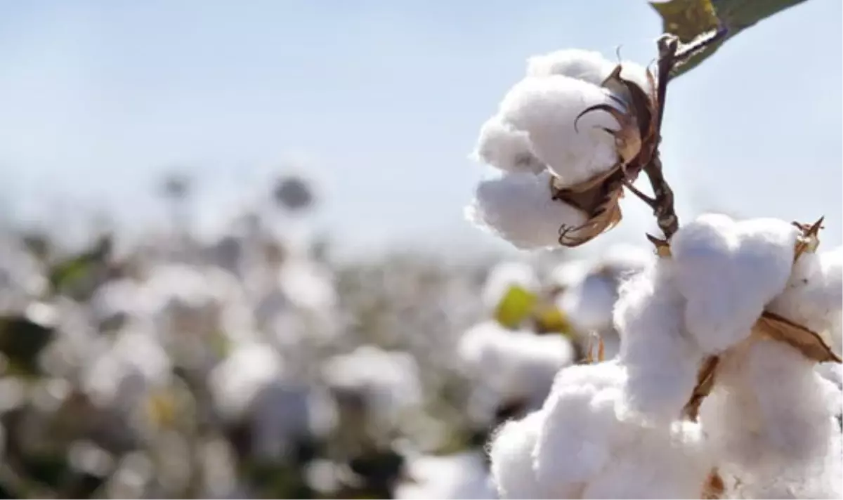 Şanlıurfa Ticaret Borsasında Ürün Fiyatları