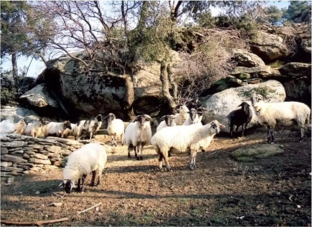 Aydın\'da Hayvancılık Destek Ödemeleri Yapıldı