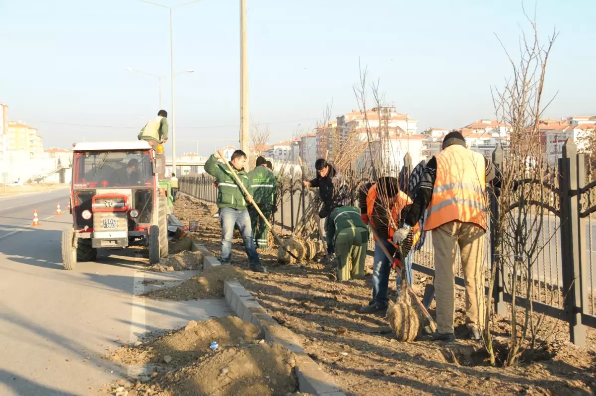 Çorum Belediyesi Yaklaşık 6 Bin Fidanı Toprakla Buluşturdu