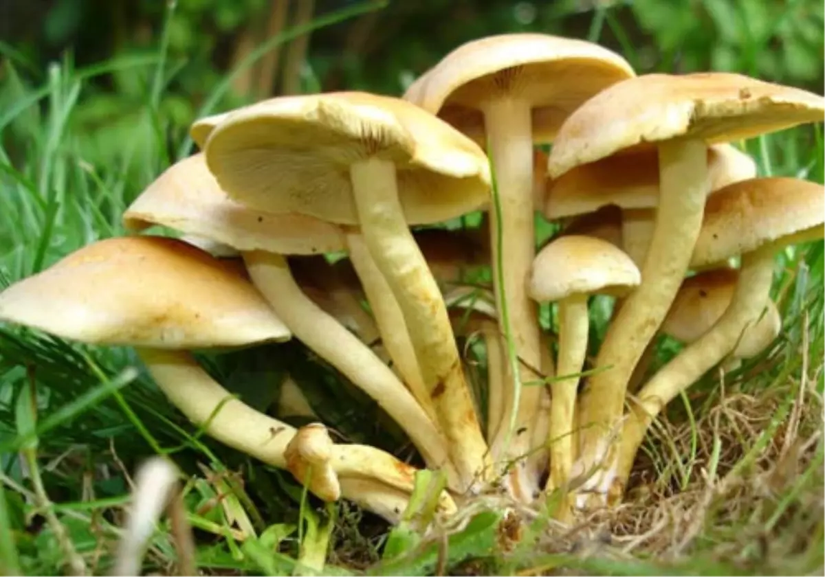 Mantar Uzmanı Barutçiyan: Öldürücü Mantar 48 Saat Belirti Vermez