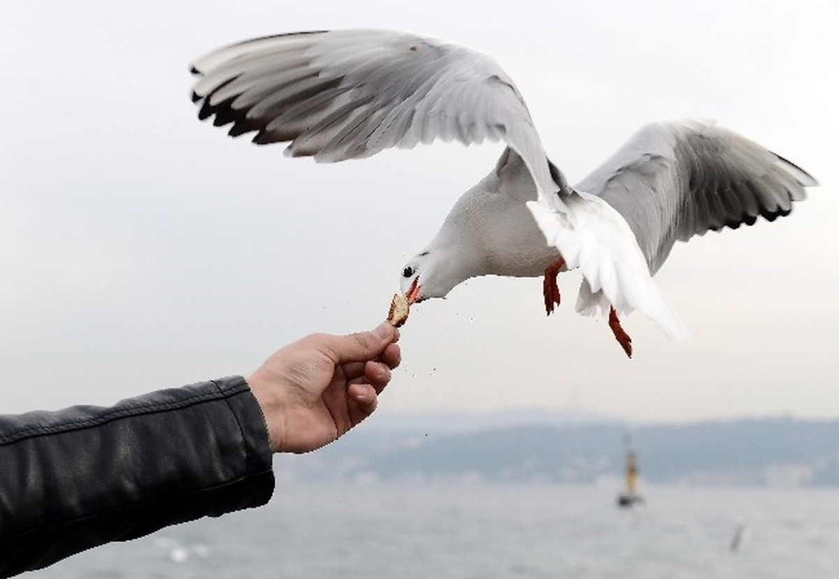 Martıları Elleriyle Besliyorlar