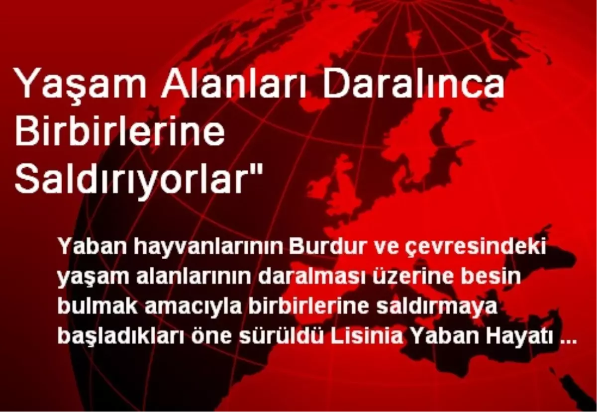 Yaşam Alanları Daralınca Birbirlerine Saldırıyorlar