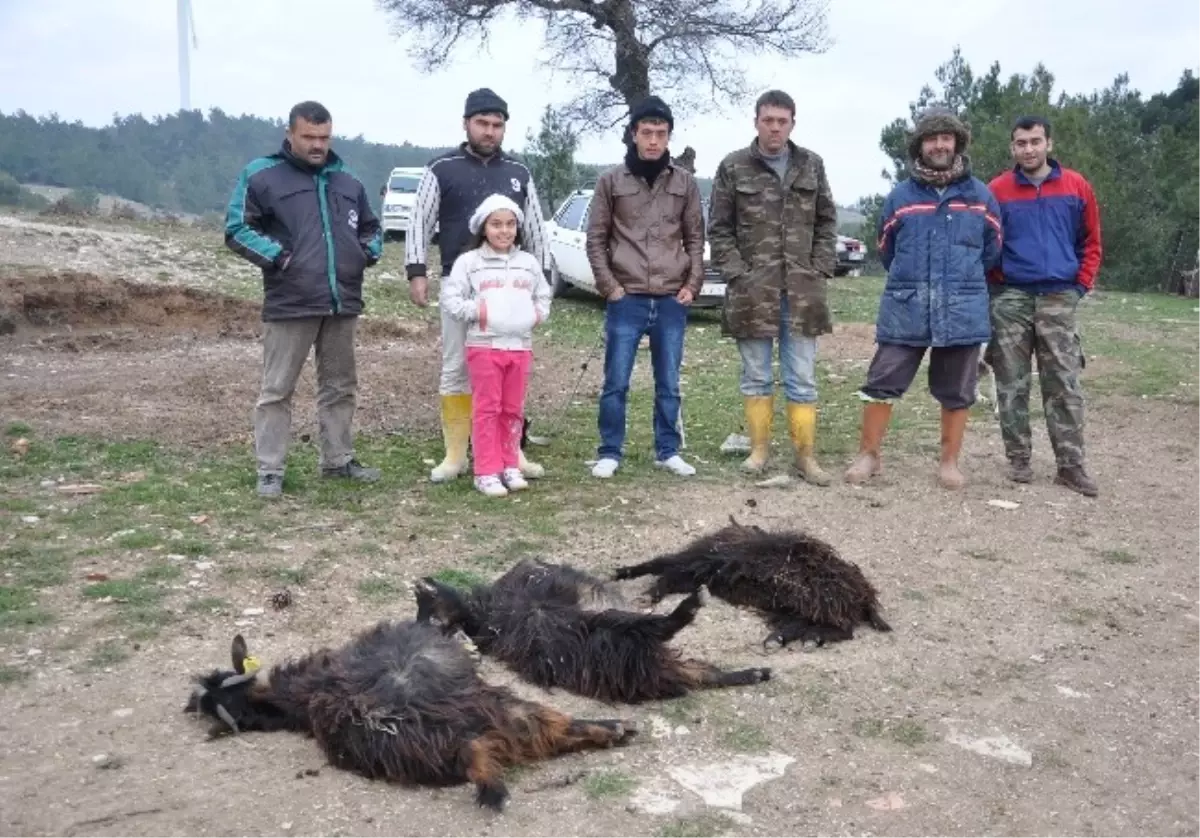 Köpekler Sürülere Dadandı