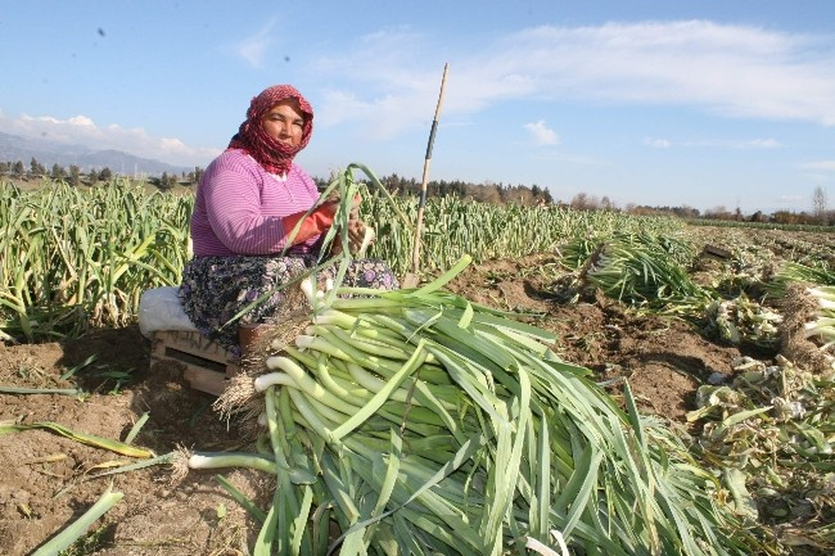 Pırasa Bu Yıl da Sevindirdi
