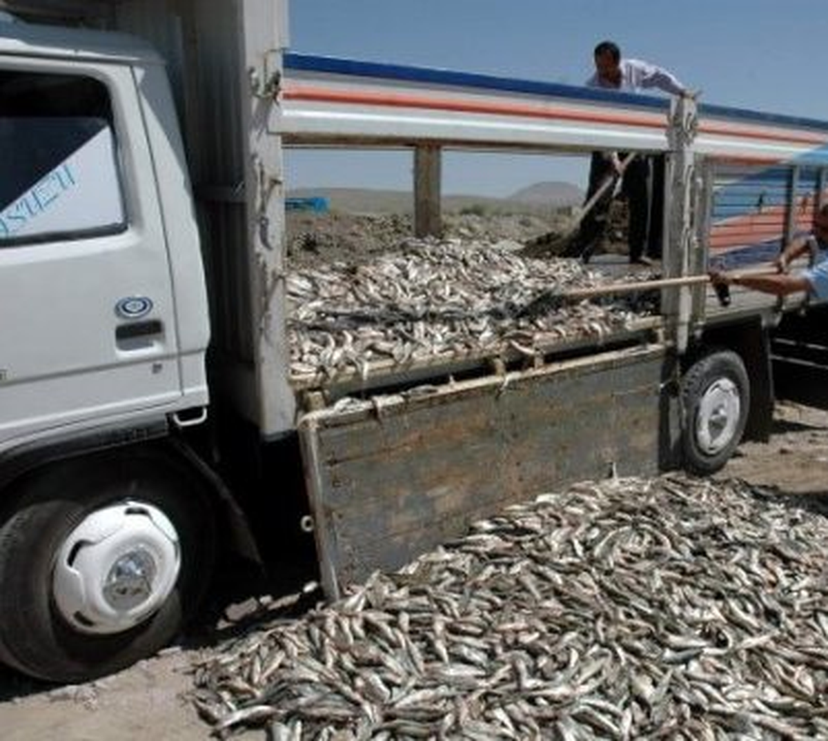 Reyhanlı\'da 400 Kilogram Balık İmha Edildi