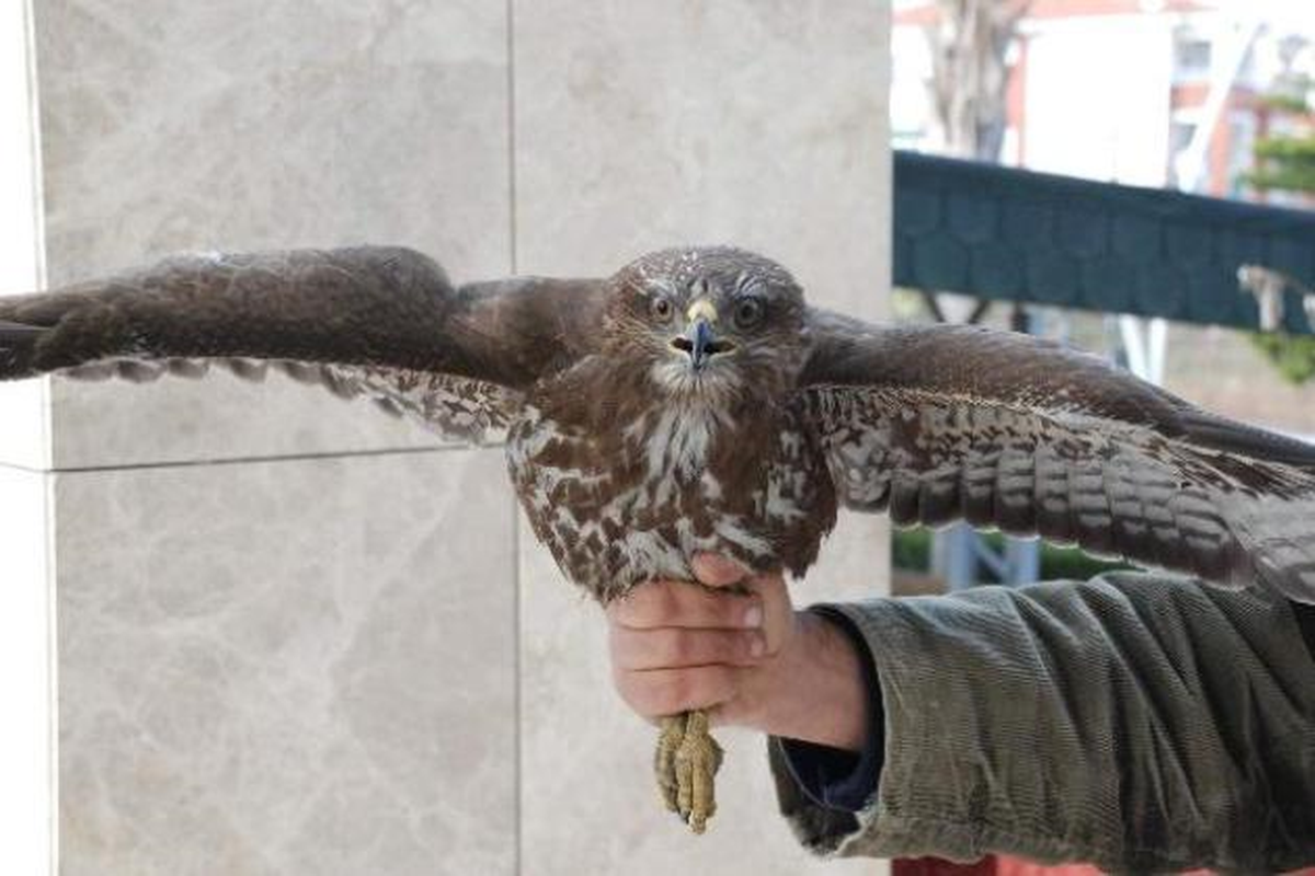 Yaralı Şahin Tedavi Altına Alındı