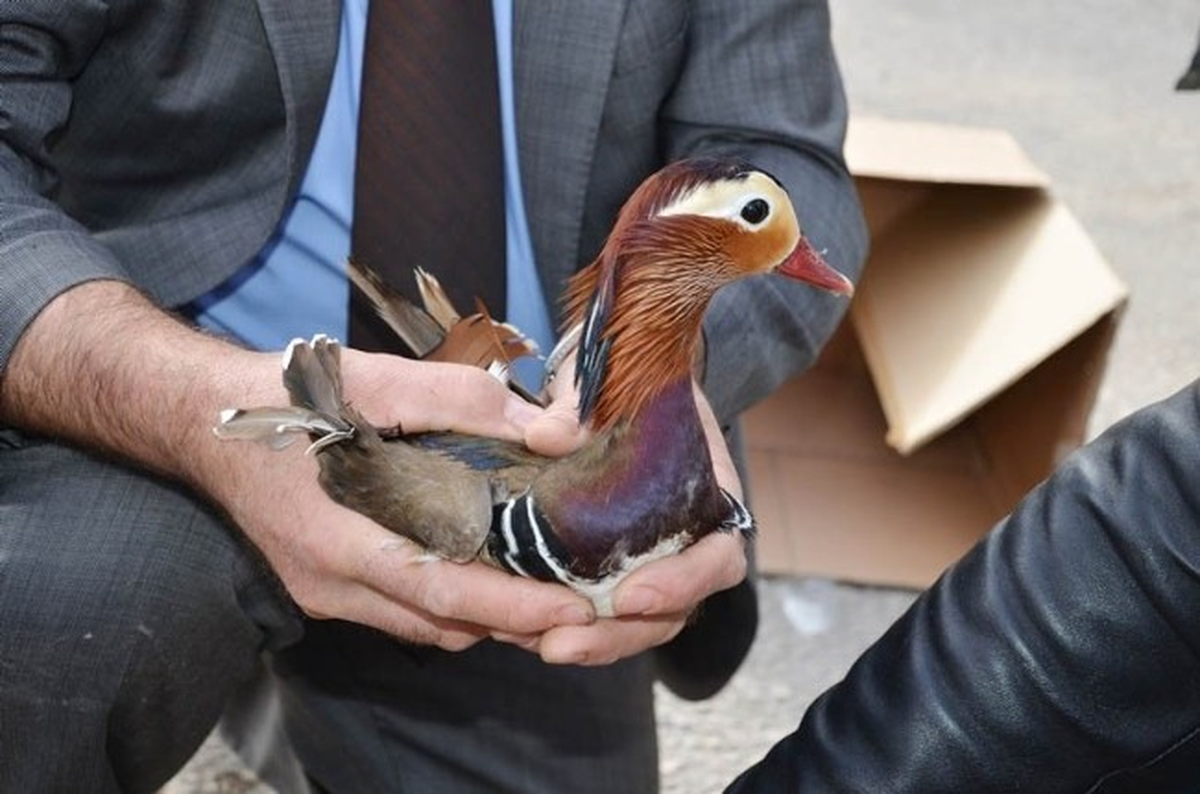 Dereköy'de Bir Otobüste Mandarin Ördeği ve Ligorin Cinsi Tavuk Ele Geçirildi
