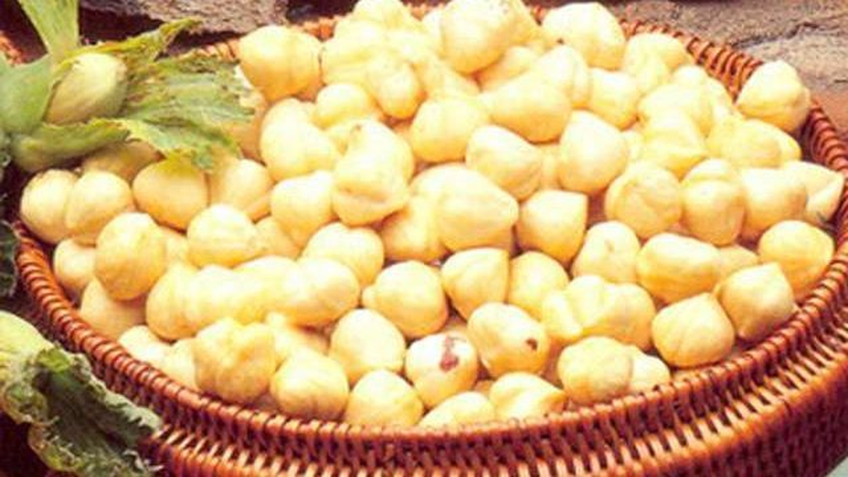 Gribe Karşı Fındık ile Savunma