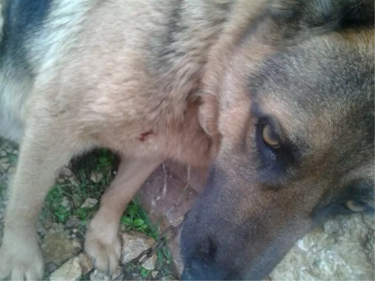 Köpeğin Kirpiyle Ölümcül Oyunu