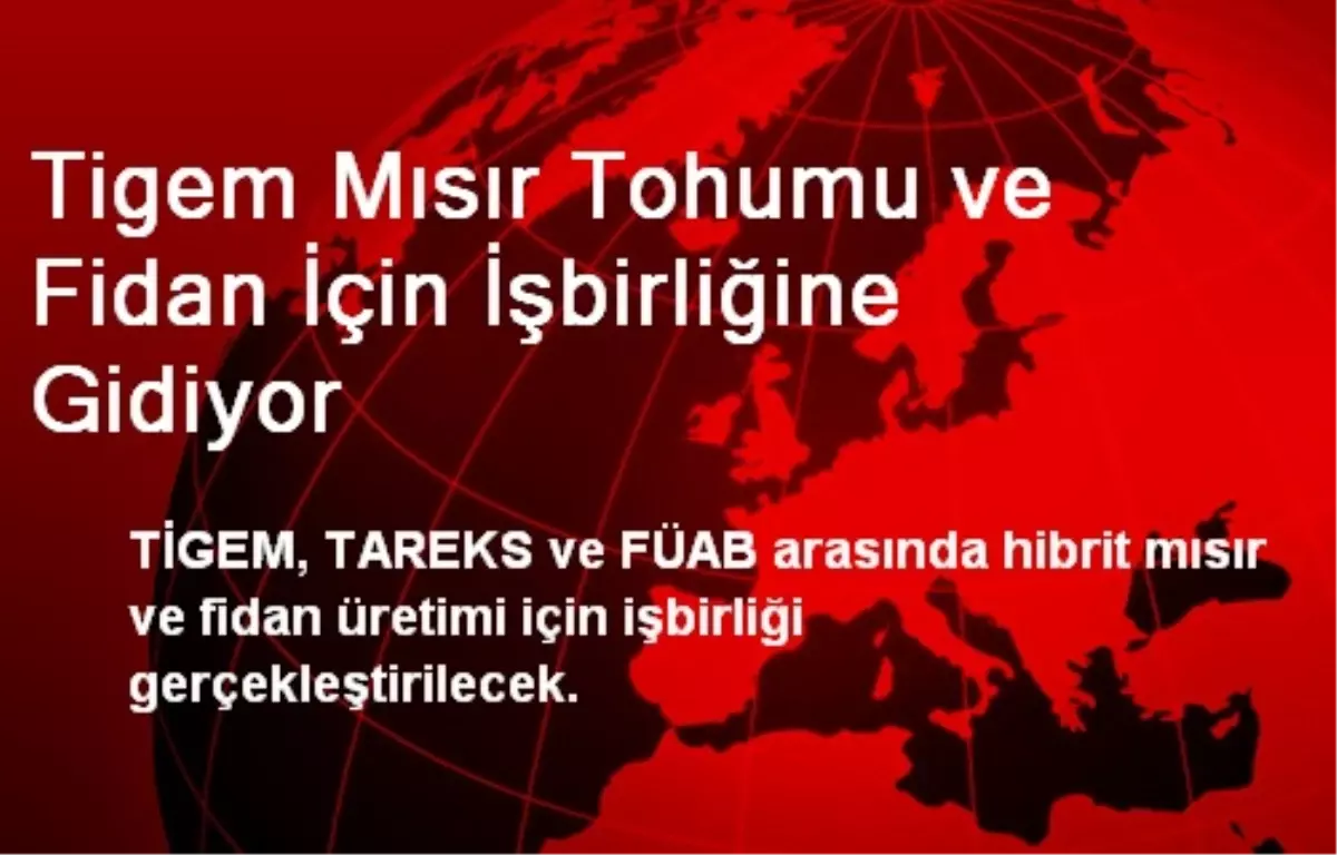 Tigem Mısır Tohumu ve Fidan İçin İşbirliğine Gidiyor