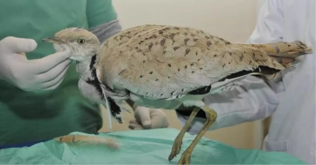 100 Yıl Sonra Görülen 'Yakalı Toy' Doğaya Bırakıldı