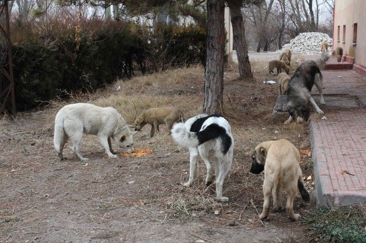 Başı Boş Köpeklere, Geçiçi Hayvan Barınağı Desteği