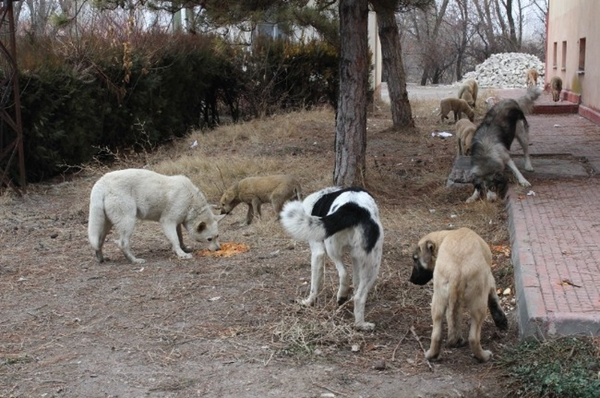 Başıboş Köpeklere Tepebaşı Belediyesi Sahip Çıktı
