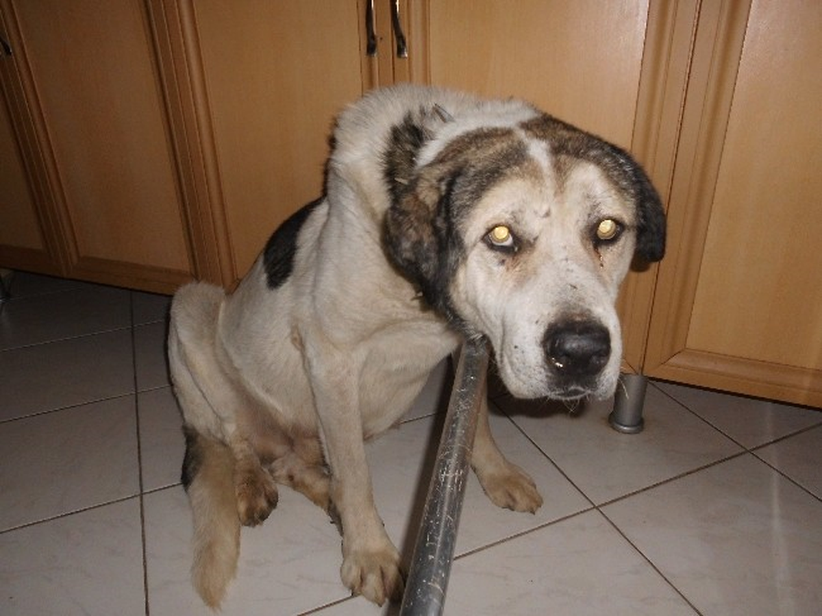 Çoban Köpeği Bundan Sonra Kalp İlaçları ile Hayata Tutunacak