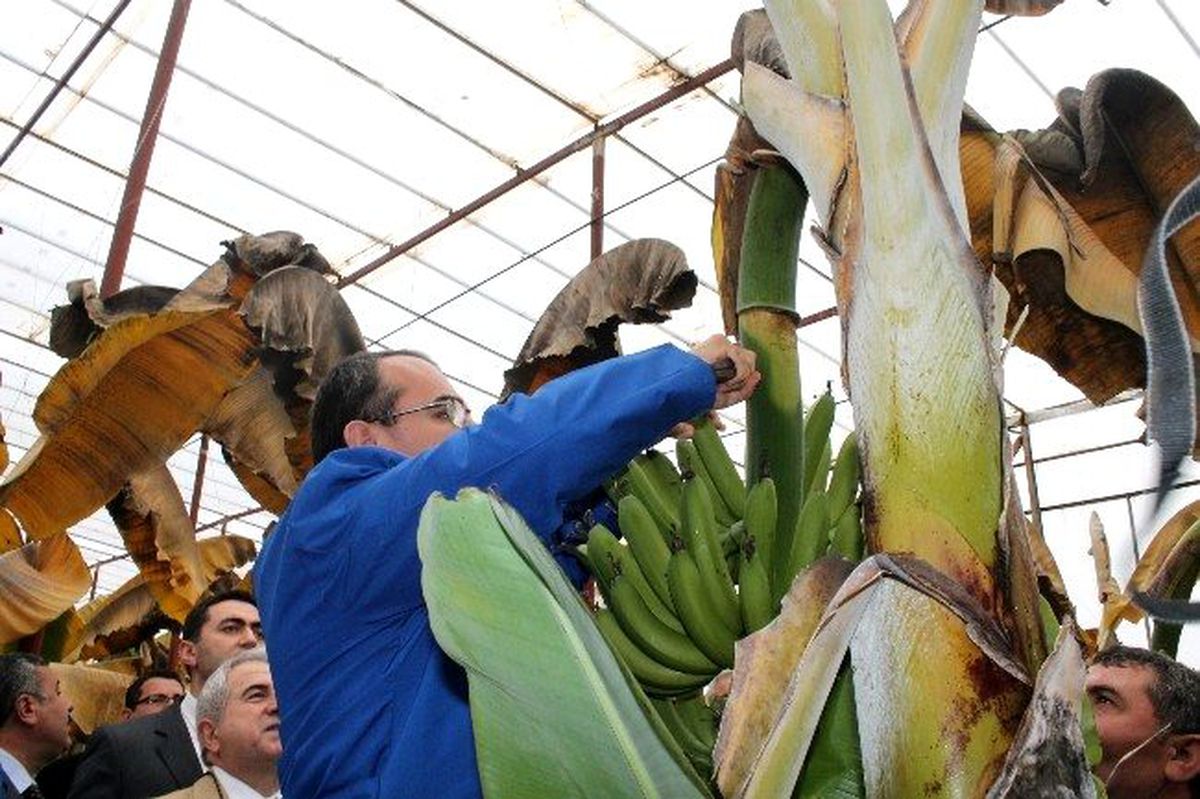 Ergin, Muz Ağacına Çıkarak İlk Hasadı Yaptı