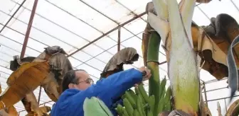 Hatay Büyükşehir Belediye Başkan Adayı Ergin, Muz Hasadında