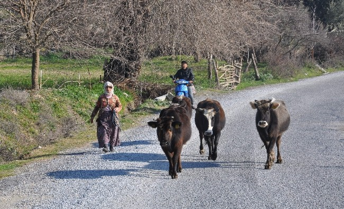 İnekleri Kural İhlali Yapan Çobana 200 TL Ceza Kesildi