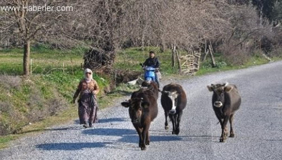 İnekleri Sınırı İhlal Eden Çobana Ceza