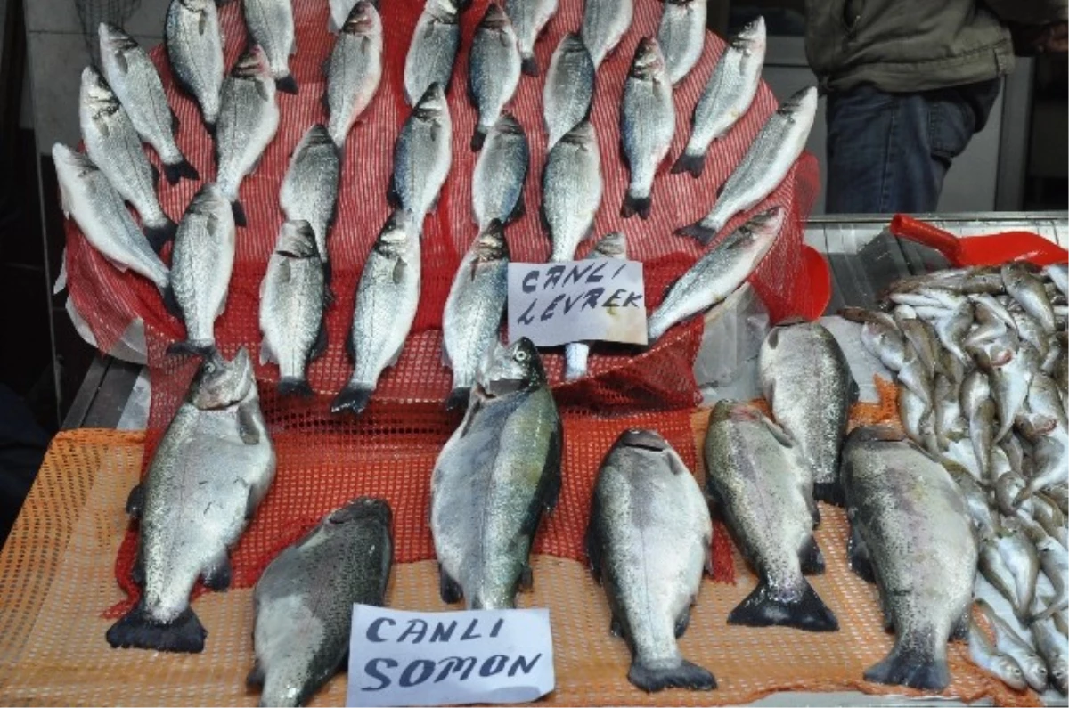 Karadeniz\'de Balık Tükenince Çare Çiftlik Balığı Oldu