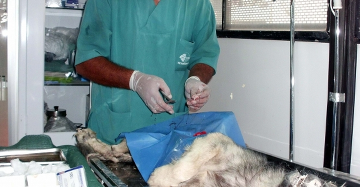 Kumluca\'da Sokak Hayvanları Kısırlaştırılıyor
