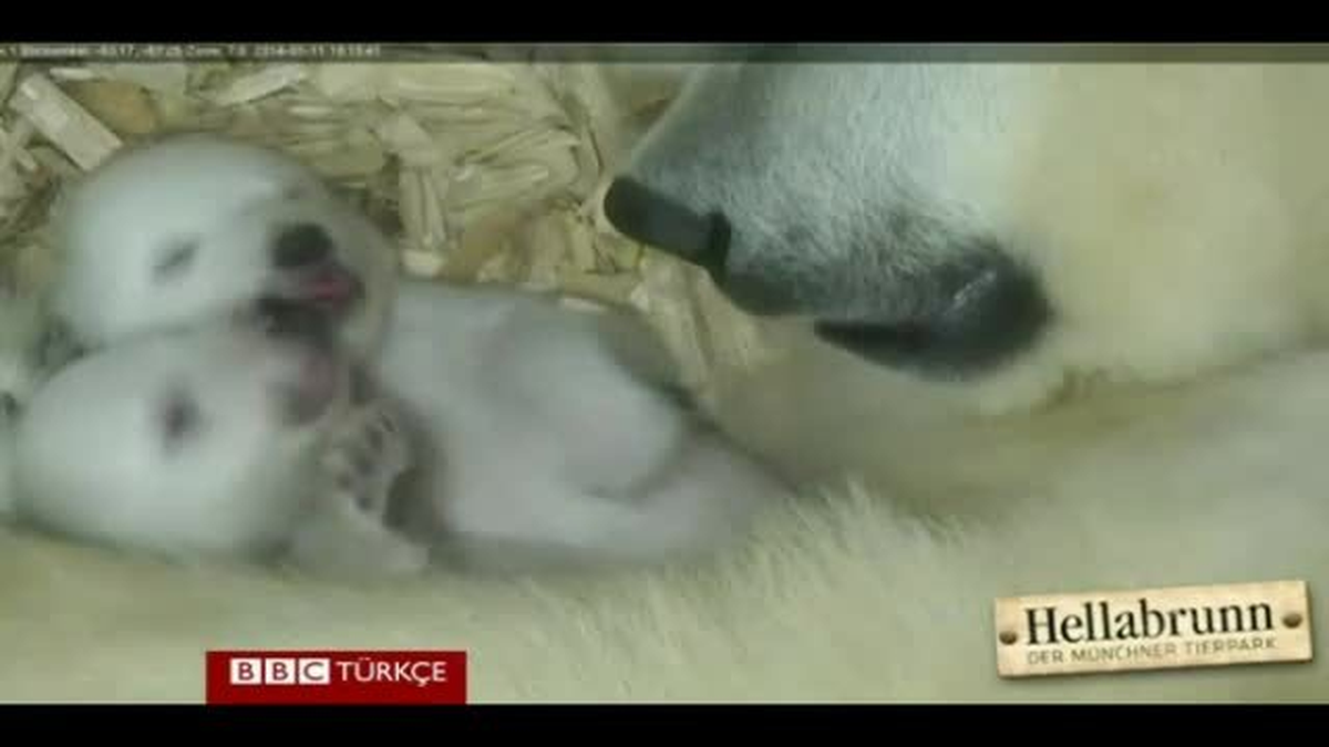 Kutup Ayısı İkizler İlk Kez Görüntülendi