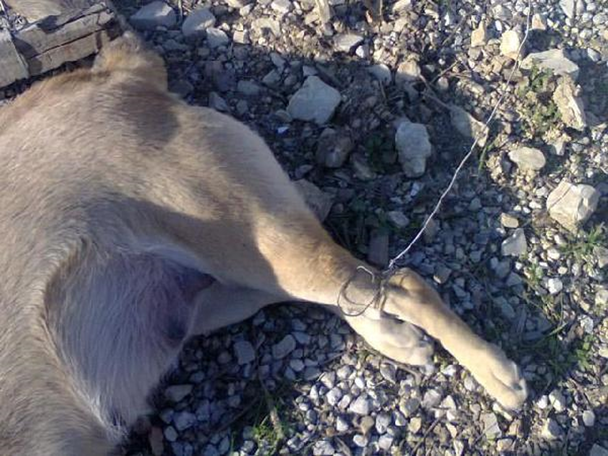 Mersin\'de Köpeği İşkenceyle Öldürdüler