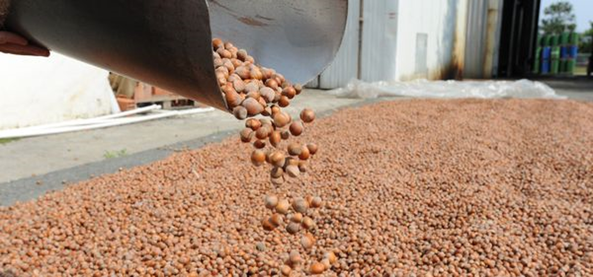 Trabzon Ticaret Borsasında Fındık Fiyatları