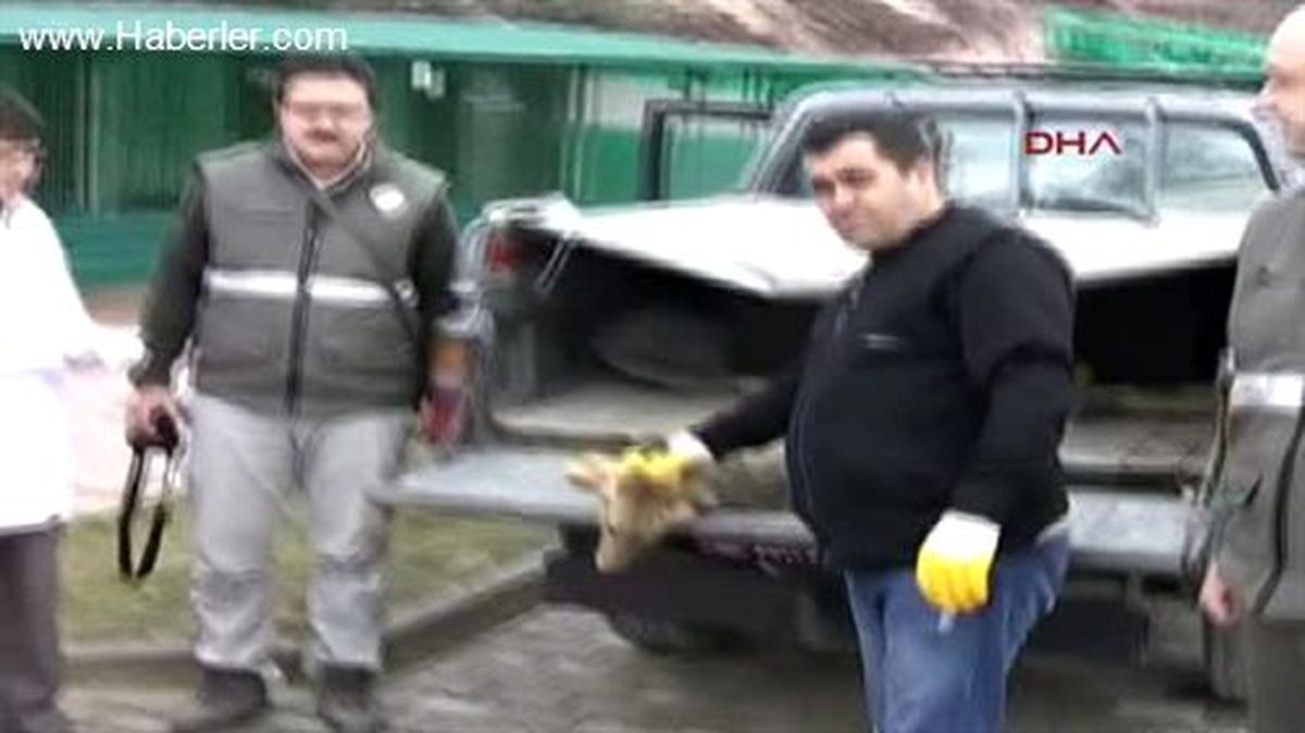 Yaralı Tilki Tedavi Altında