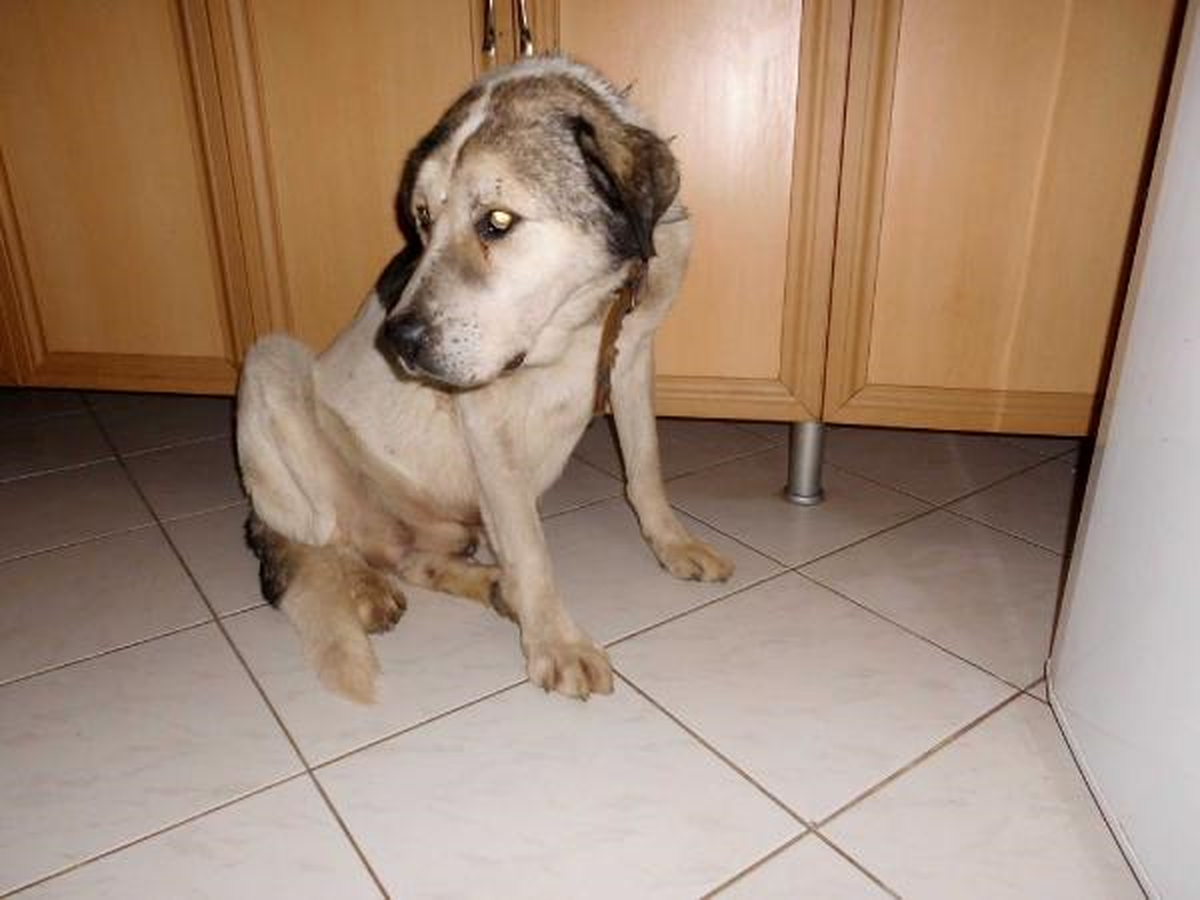 10 Yaşındaki Çoban Köpeğine Kalp Yetmezliği Teşhisi Konuldu