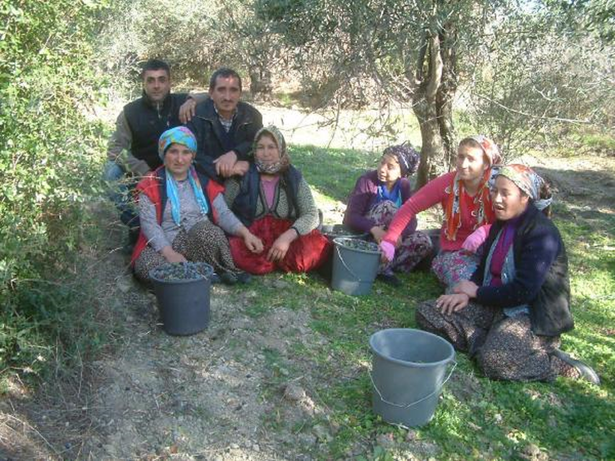 Zeytin Hasadında Sona Gelindi