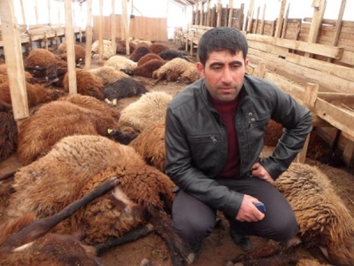 Muş\'ta 85 Küçükbaş Hayvan Telef Oldu