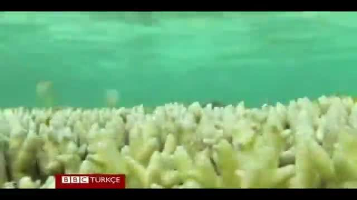 Dev Canlı Organizmanın Bilinmeyen Yaşamı