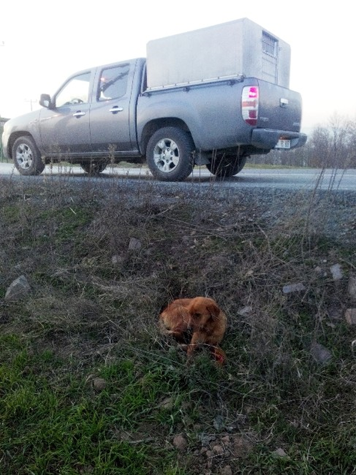 İzmit\'te Hayvanlar Koruma Altında