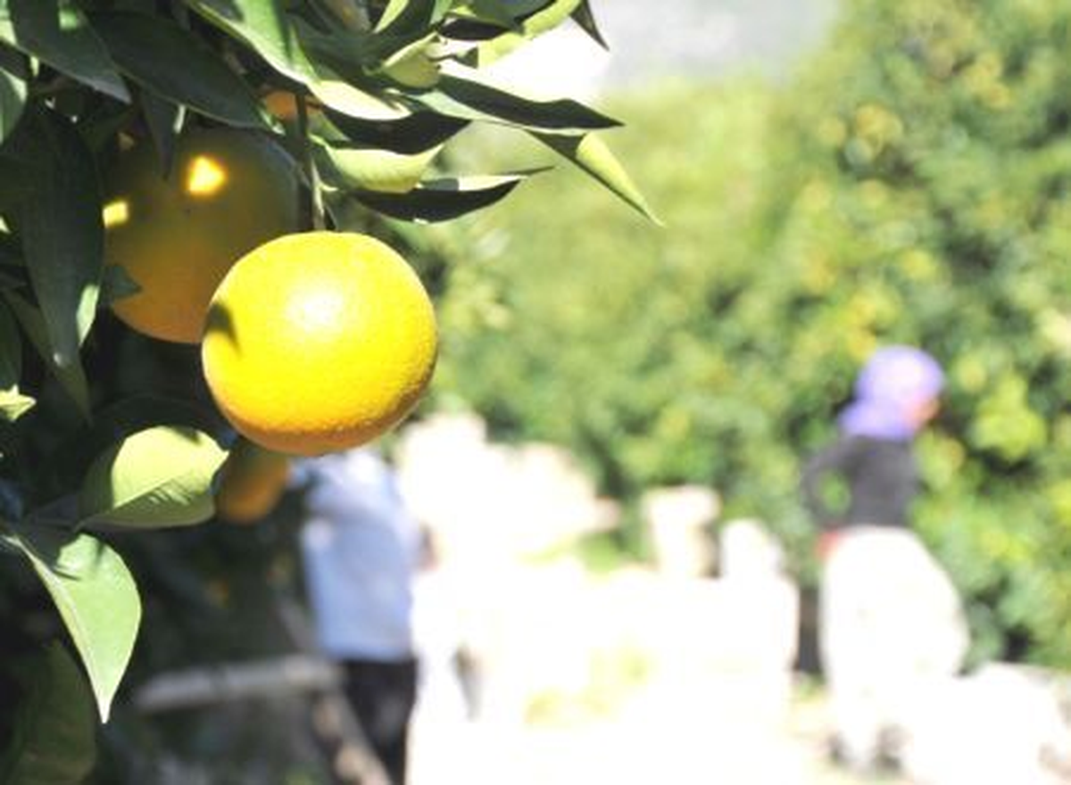 Kemer Gıda Tarım ve Hayvancılık Müdürü Zeytinciler Açıklaması