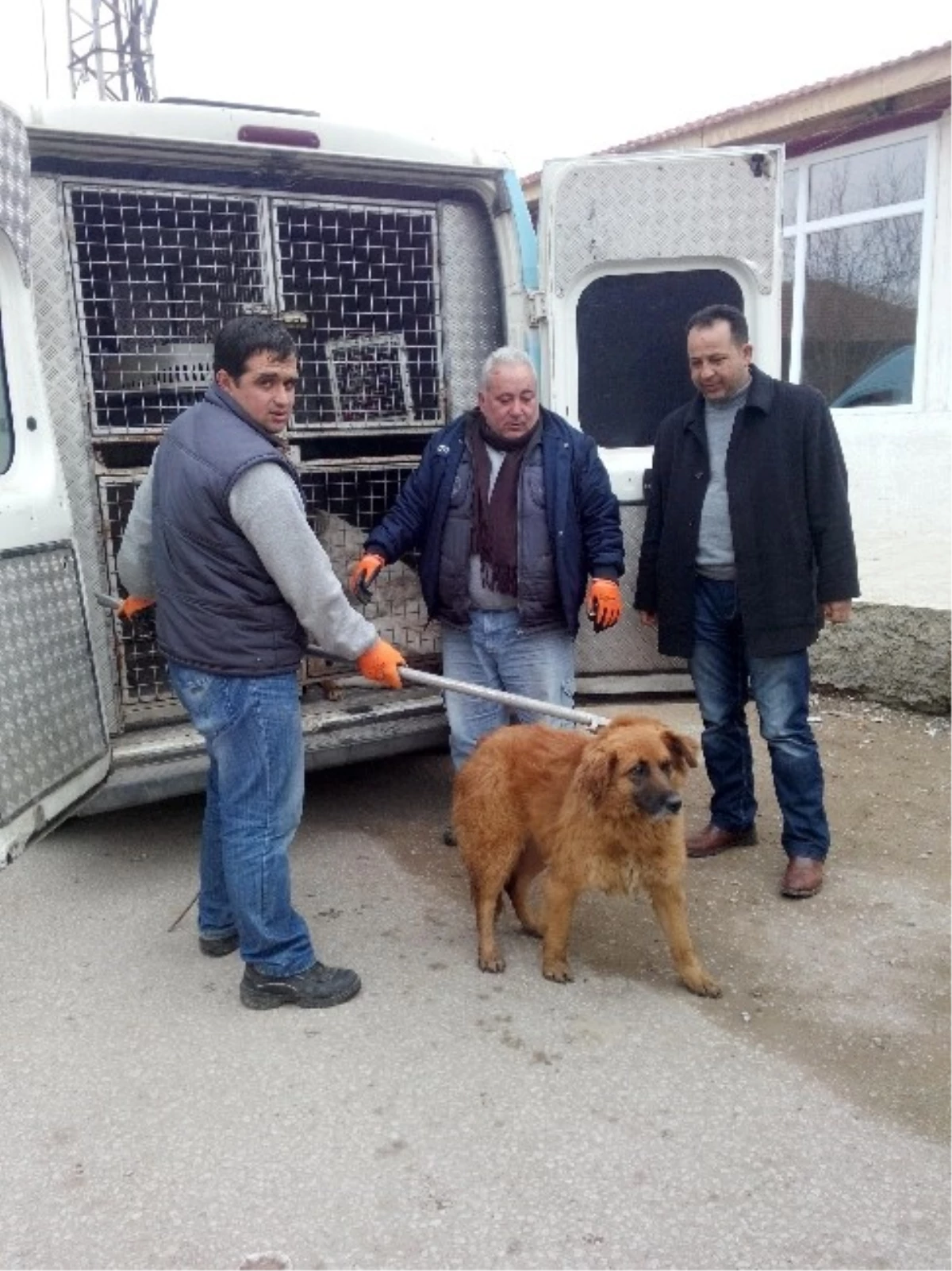 Kırıkkale\'de Sokak Hayvanları Kısırlaştırılıyor