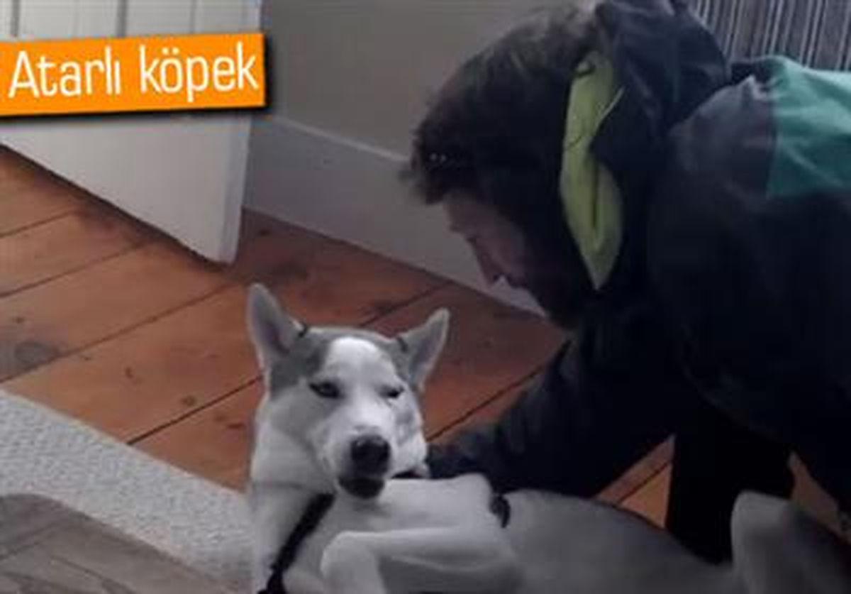 Konuşan Köpek Blaze