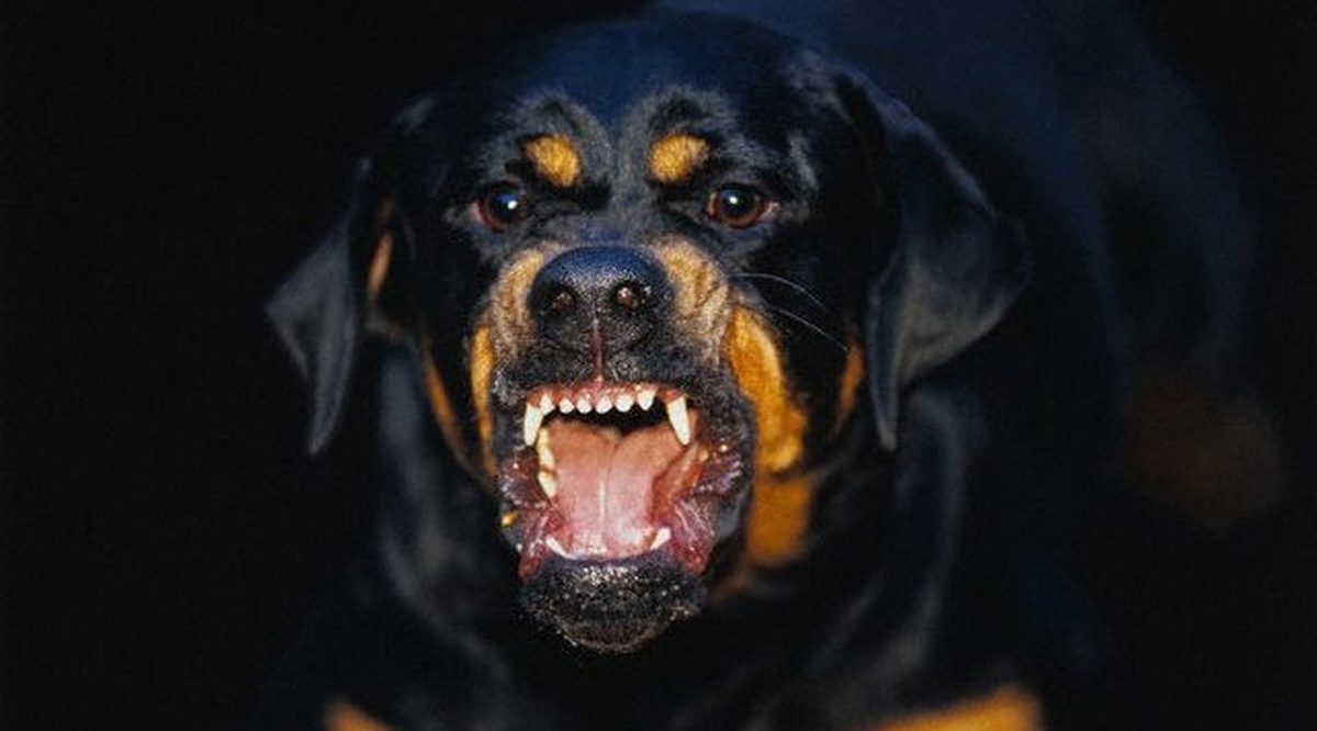 Kürecik\'te Kuduz Köpek Vakası