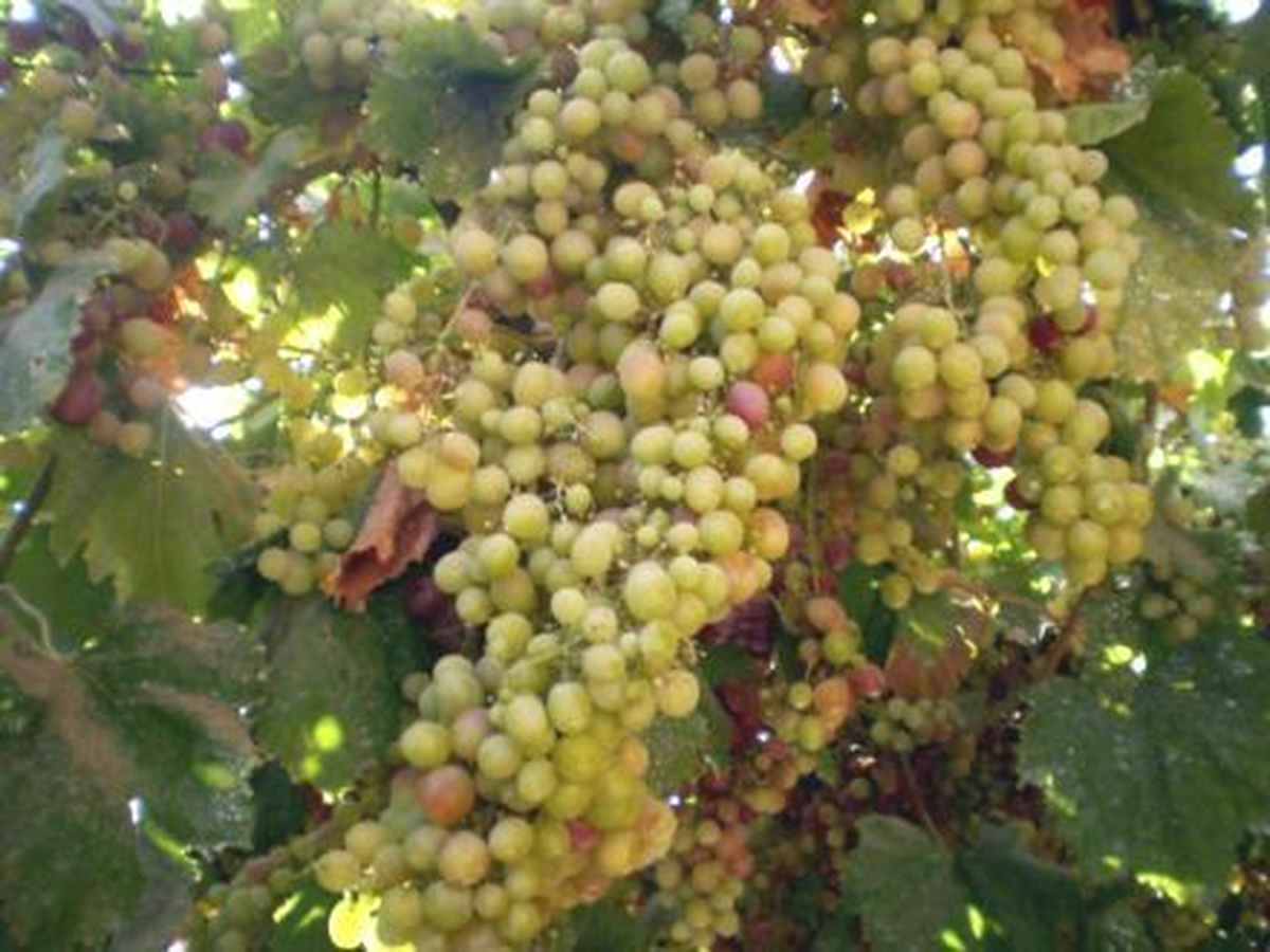 Manisa\'da 1 Milyon 212 Bin 470 Ton Üzüm Üretildi