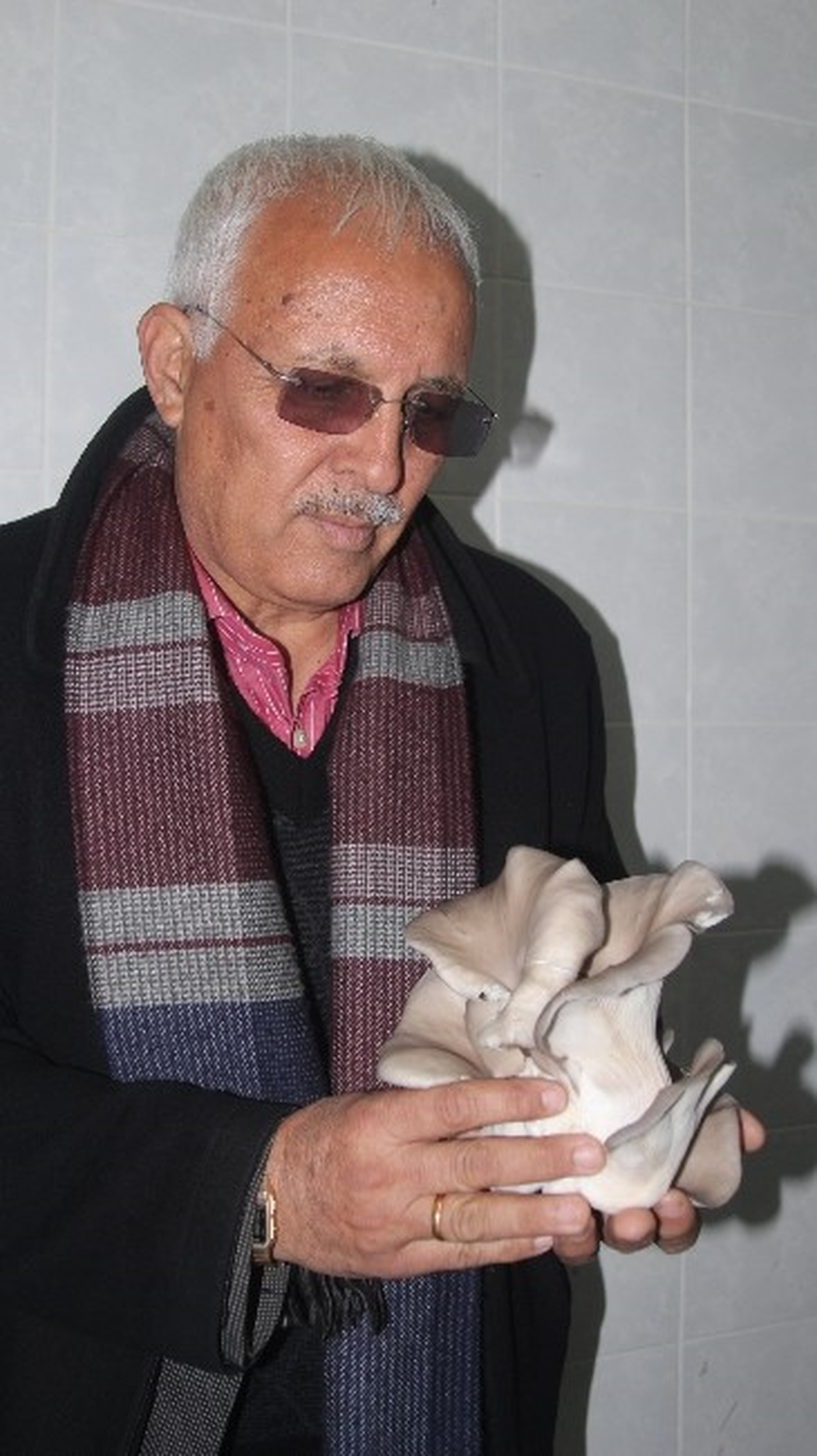 Mut\'ta Kayın Mantarı Üretimi