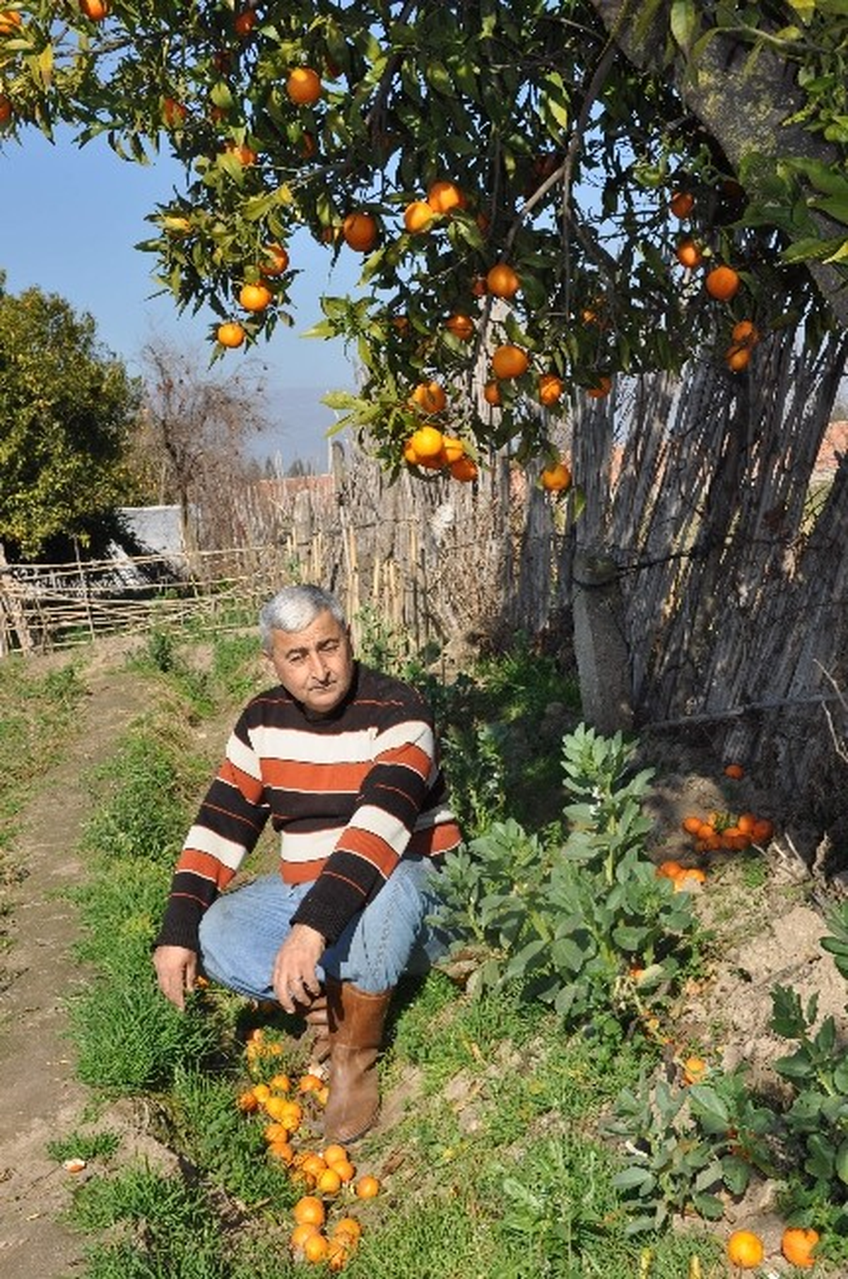Narenciye Dalında Kaldı