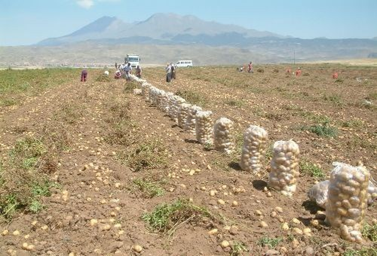 Patates Üreticisi Dertli