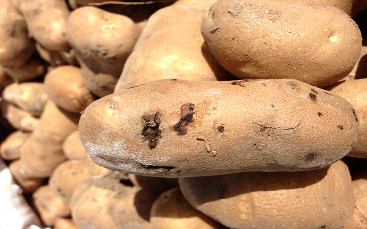 Patates Zararlılarına Karşı Dünya Çapında Yeni Çözümler