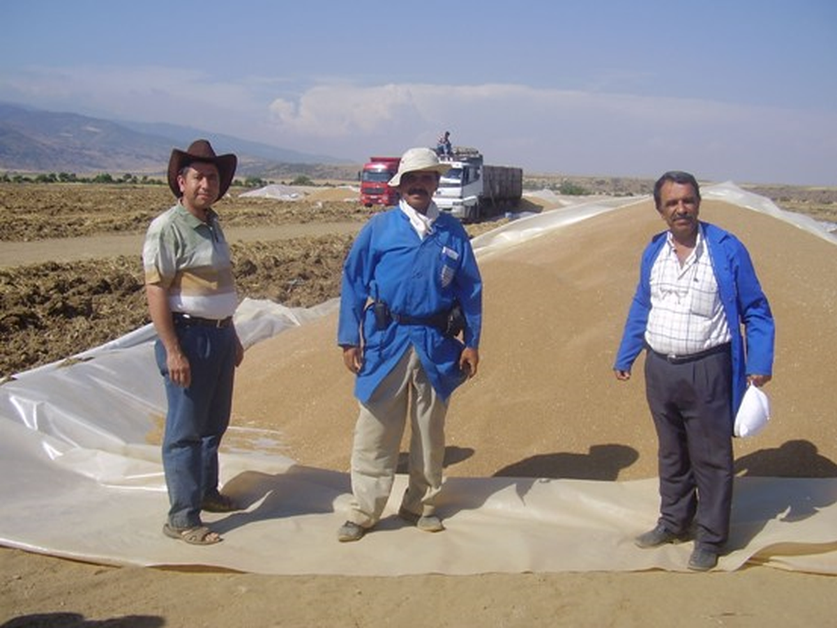 Toprak Mahsulleri Ofisi 10 Müfettiş Yardımcısı Alacak