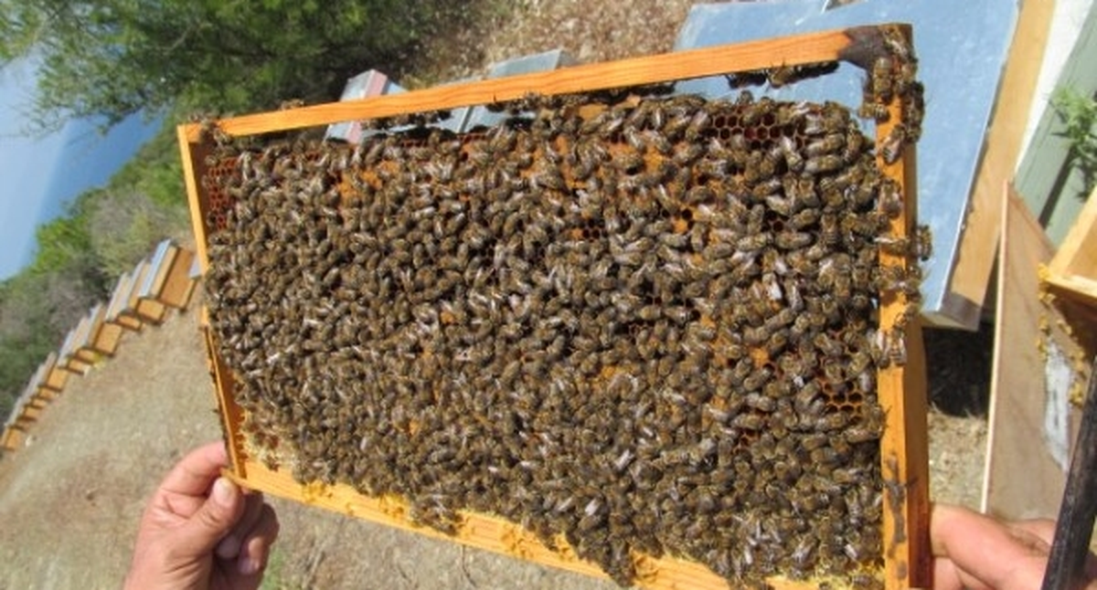 Yalova Arı Yetiştiricileri Birliği Başkanı Kocatepe Açıklaması