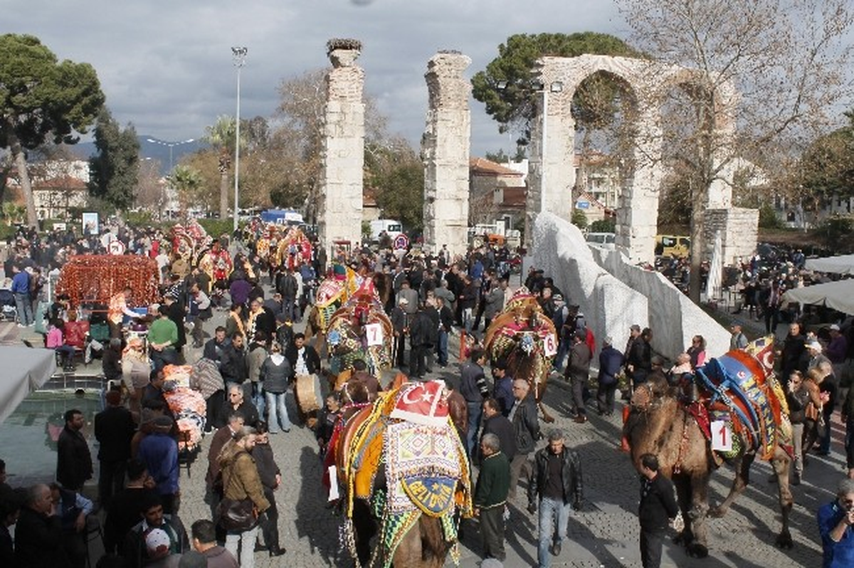 32. Selçuk Efes Deve Güreşleri Festivali\'nde Develer Görücüye Çıktı