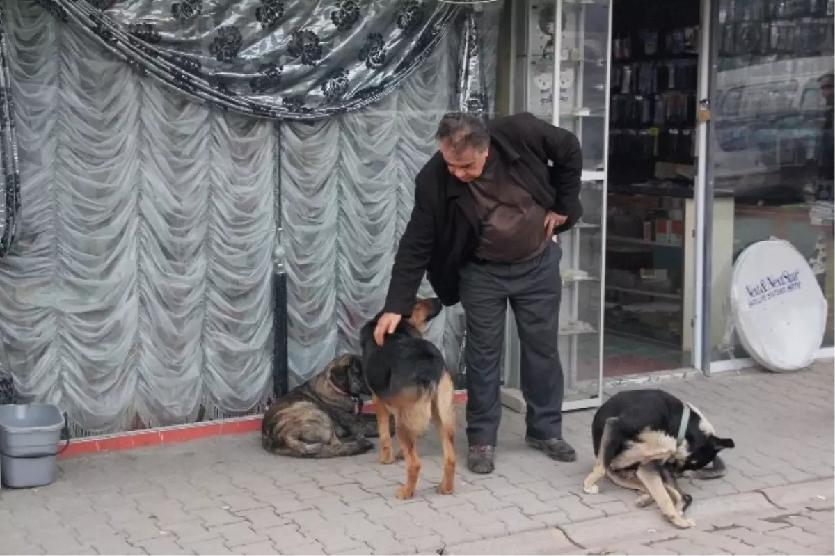 Ömrünü Sokak Köpeklerine Adadı