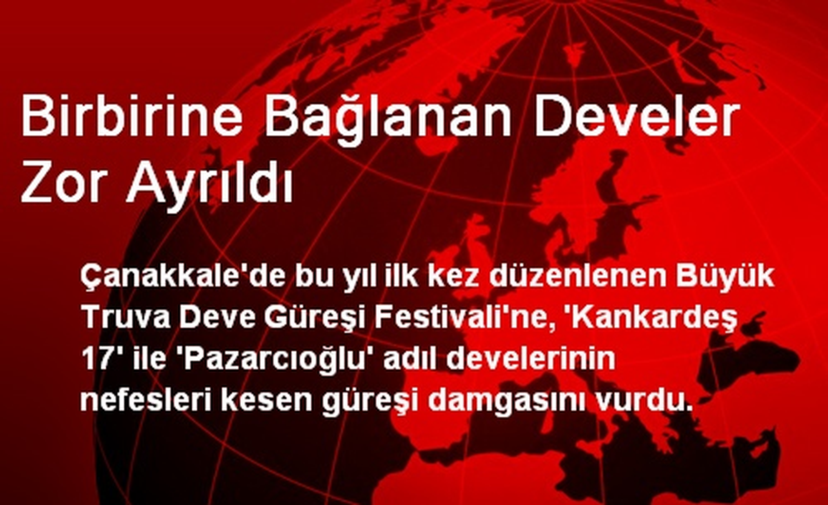 Birbirine Bağlanan Develer Zor Ayrıldı